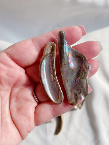 Abalone Shell