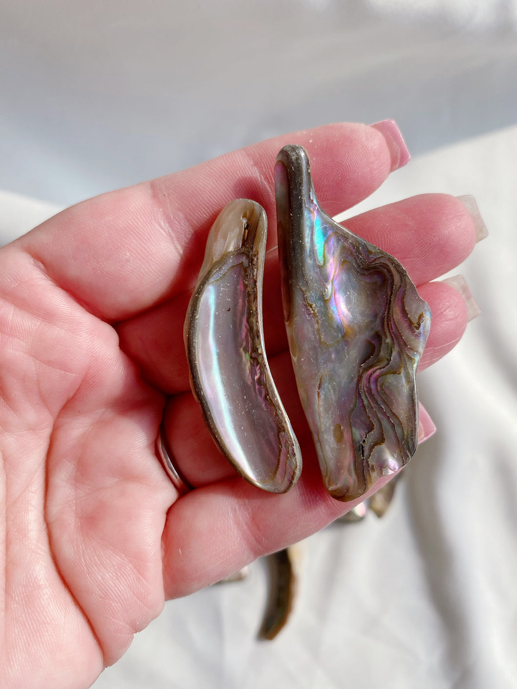 Abalone Shell